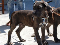 cuccioli cane corso